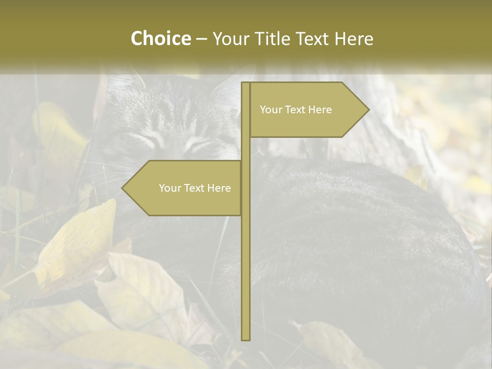 A Cat Laying On The Ground Next To A Tree PowerPoint Template
