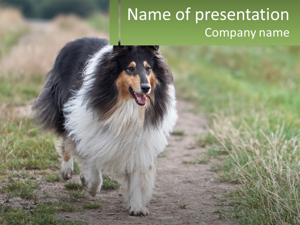 A Dog Is Walking Down A Dirt Path PowerPoint Template