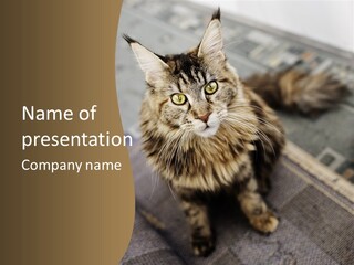 A Cat Sitting On Top Of A Rug In A Room PowerPoint Template