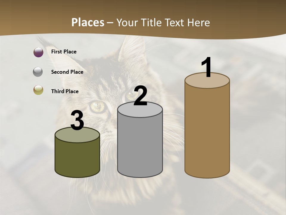 A Cat Sitting On Top Of A Rug In A Room PowerPoint Template