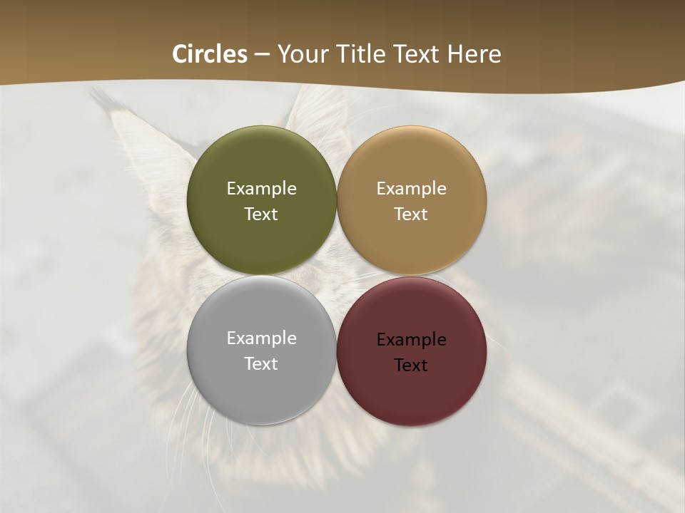 A Cat Sitting On Top Of A Rug In A Room PowerPoint Template