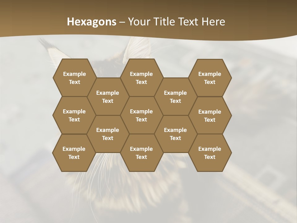 A Cat Sitting On Top Of A Rug In A Room PowerPoint Template