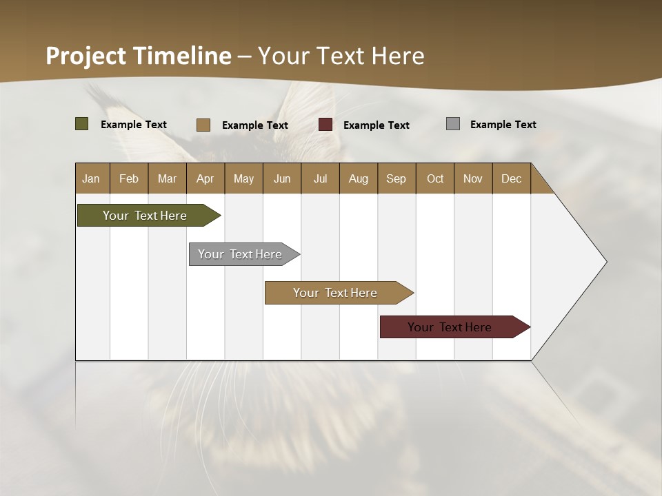 A Cat Sitting On Top Of A Rug In A Room PowerPoint Template