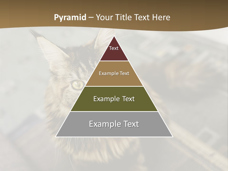 A Cat Sitting On Top Of A Rug In A Room PowerPoint Template