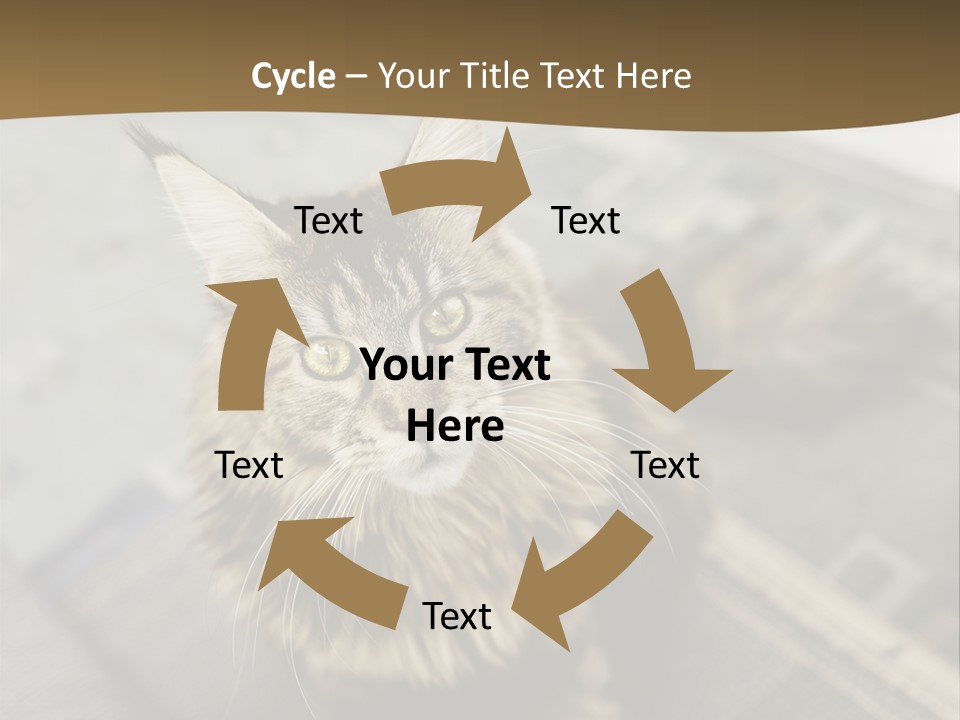 A Cat Sitting On Top Of A Rug In A Room PowerPoint Template