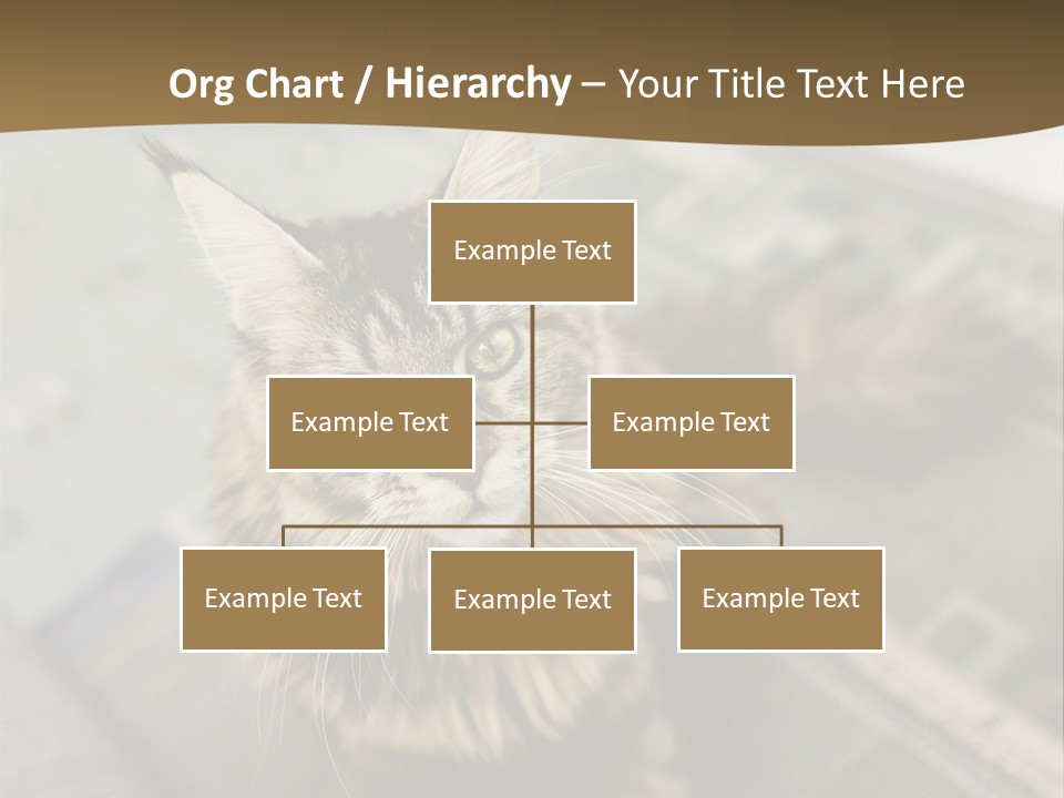 A Cat Sitting On Top Of A Rug In A Room PowerPoint Template