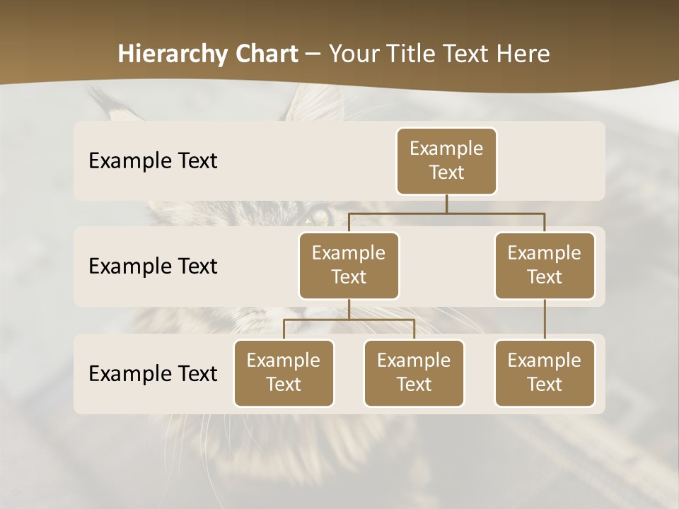 A Cat Sitting On Top Of A Rug In A Room PowerPoint Template