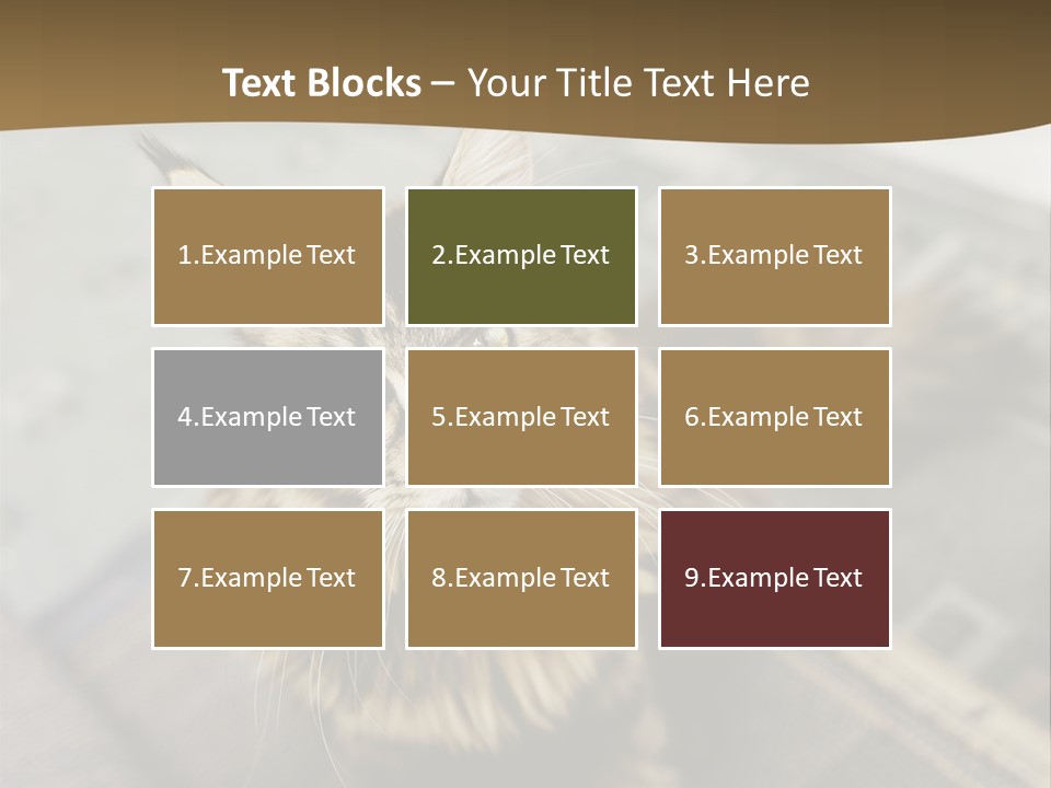 A Cat Sitting On Top Of A Rug In A Room PowerPoint Template