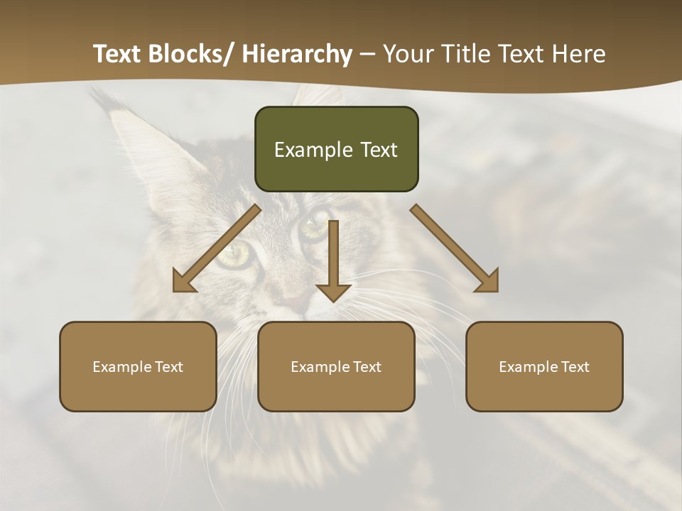 A Cat Sitting On Top Of A Rug In A Room PowerPoint Template