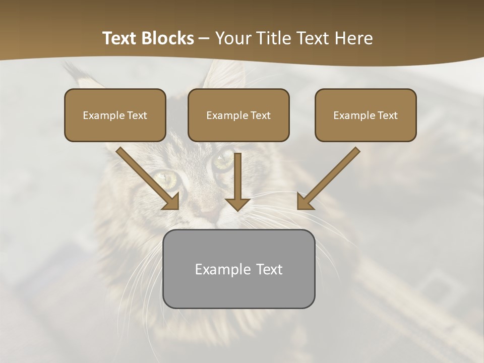 A Cat Sitting On Top Of A Rug In A Room PowerPoint Template