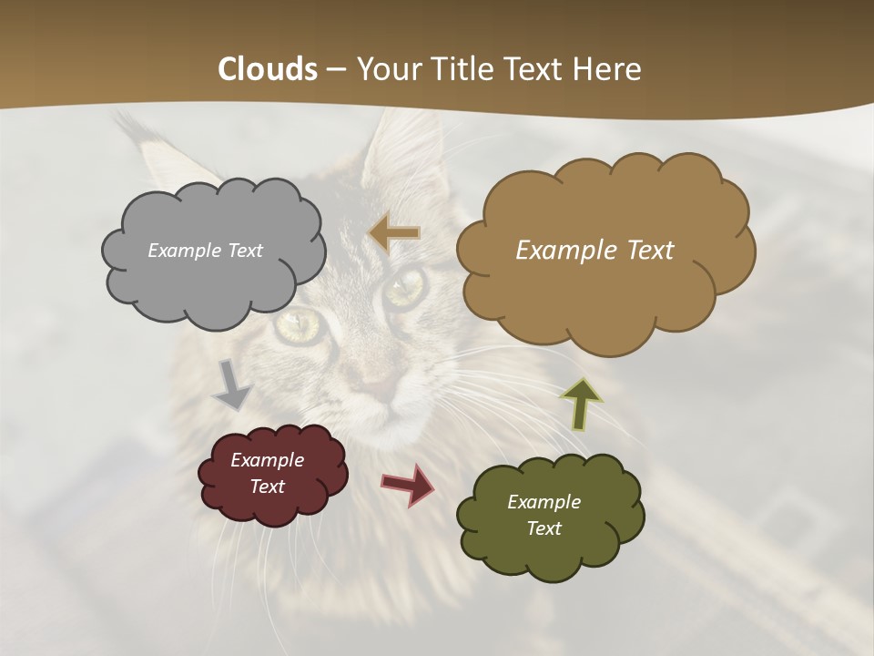 A Cat Sitting On Top Of A Rug In A Room PowerPoint Template