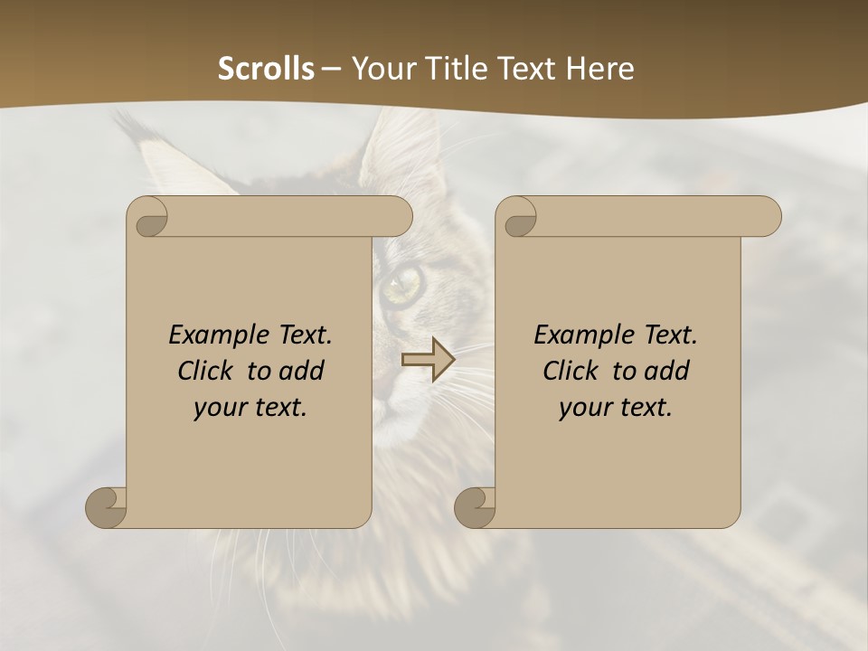 A Cat Sitting On Top Of A Rug In A Room PowerPoint Template