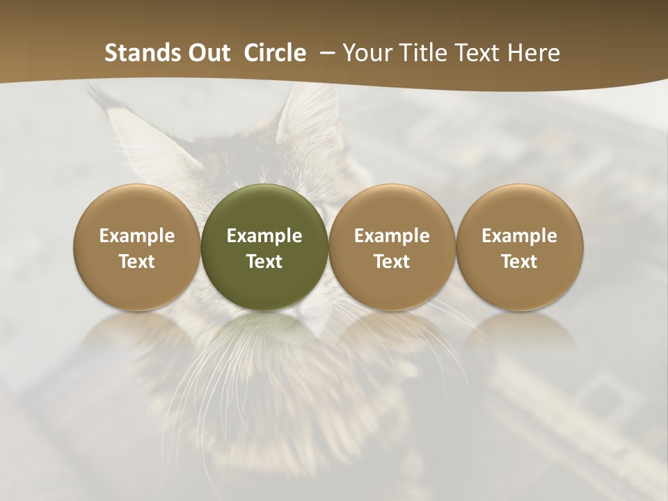 A Cat Sitting On Top Of A Rug In A Room PowerPoint Template