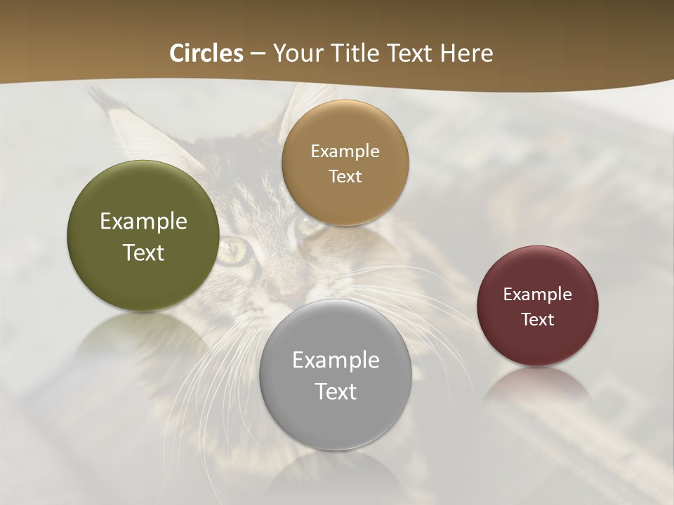 A Cat Sitting On Top Of A Rug In A Room PowerPoint Template