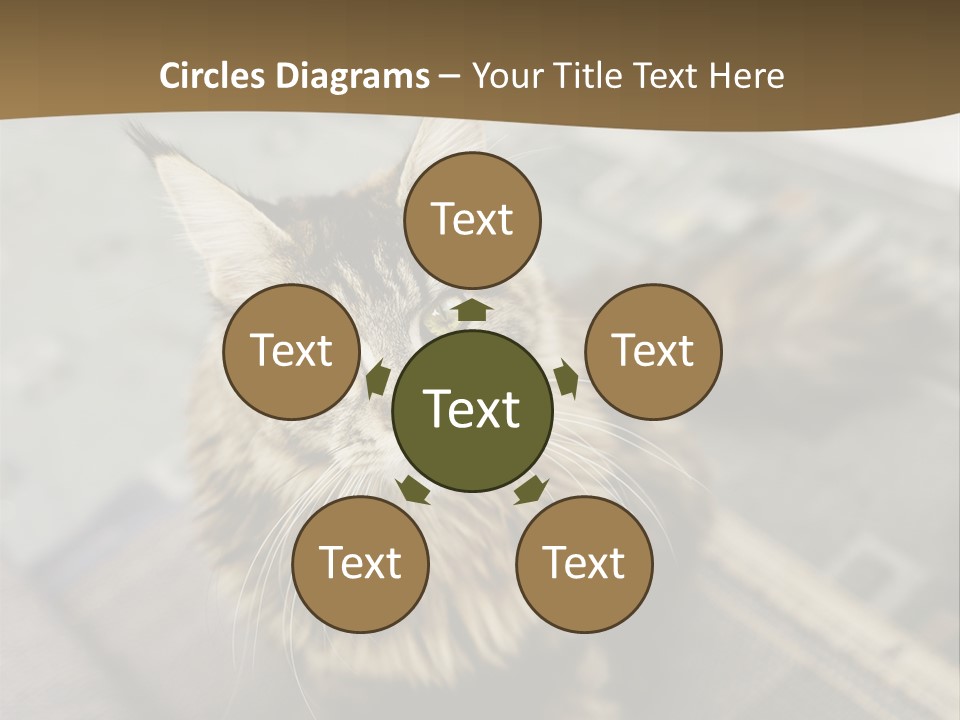 A Cat Sitting On Top Of A Rug In A Room PowerPoint Template