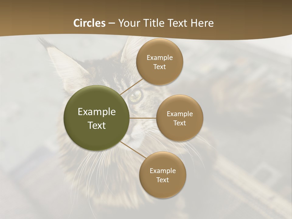 A Cat Sitting On Top Of A Rug In A Room PowerPoint Template