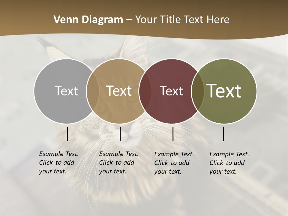 A Cat Sitting On Top Of A Rug In A Room PowerPoint Template