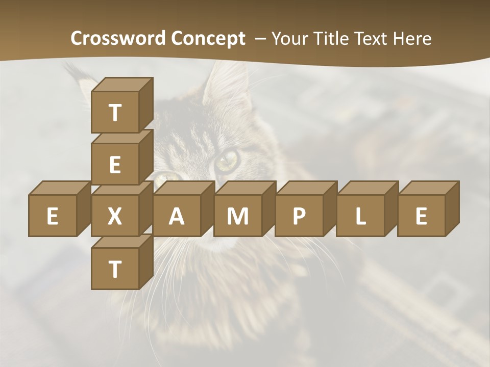 A Cat Sitting On Top Of A Rug In A Room PowerPoint Template