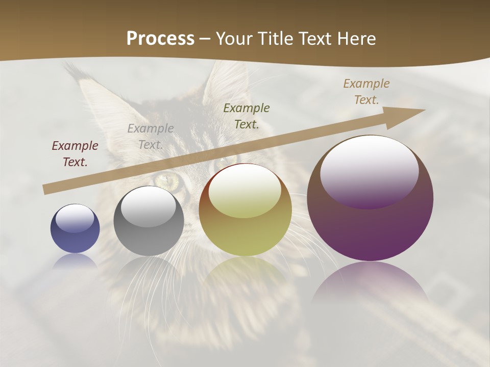 A Cat Sitting On Top Of A Rug In A Room PowerPoint Template