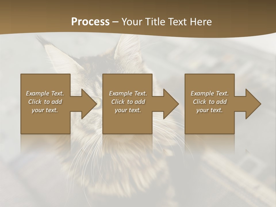 A Cat Sitting On Top Of A Rug In A Room PowerPoint Template