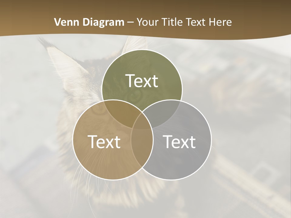 A Cat Sitting On Top Of A Rug In A Room PowerPoint Template