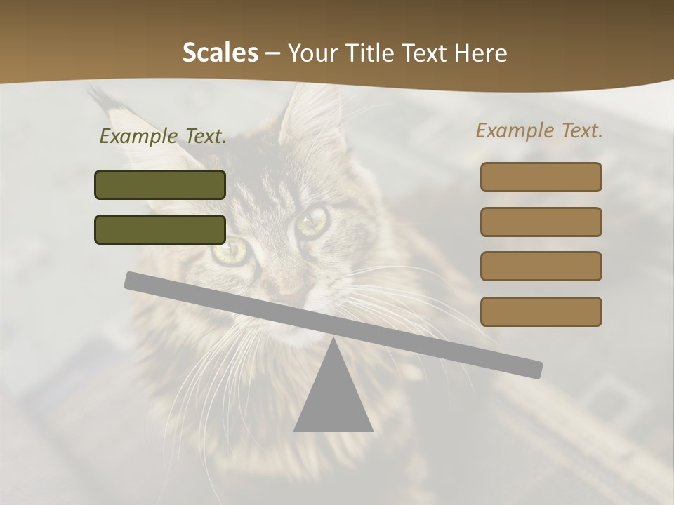 A Cat Sitting On Top Of A Rug In A Room PowerPoint Template
