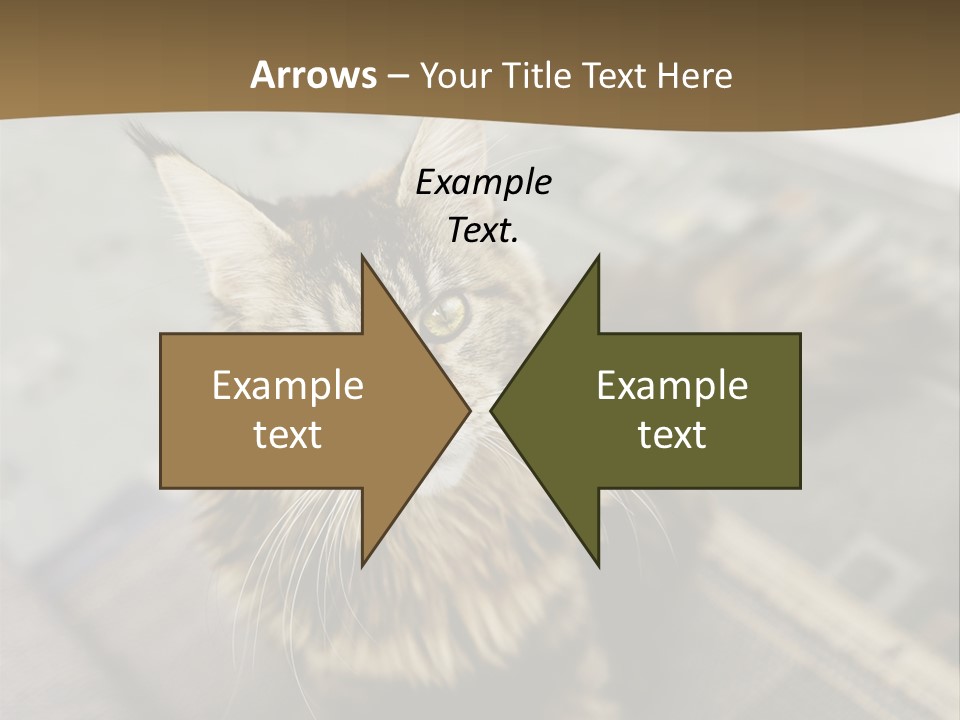 A Cat Sitting On Top Of A Rug In A Room PowerPoint Template