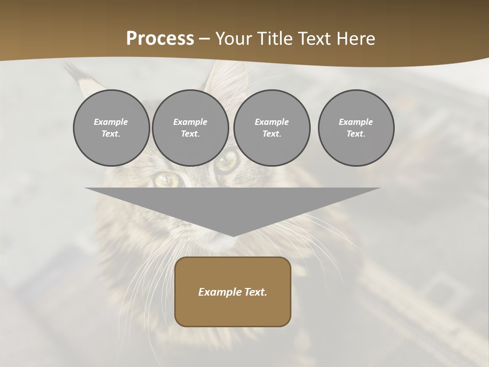 A Cat Sitting On Top Of A Rug In A Room PowerPoint Template