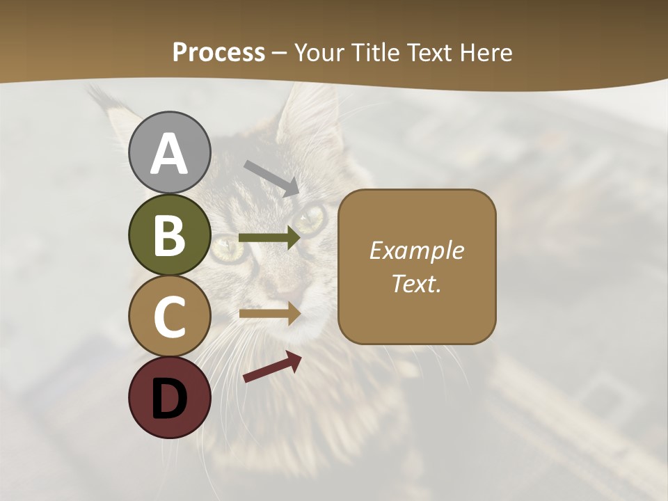 A Cat Sitting On Top Of A Rug In A Room PowerPoint Template