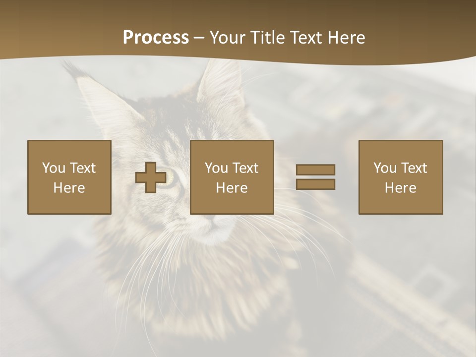 A Cat Sitting On Top Of A Rug In A Room PowerPoint Template