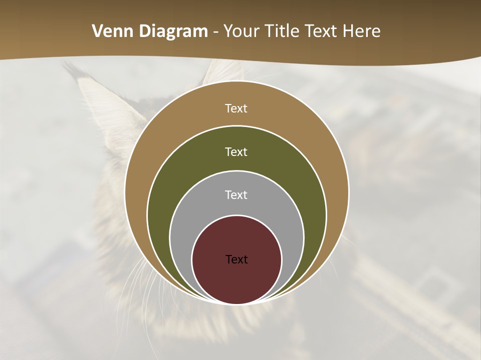 A Cat Sitting On Top Of A Rug In A Room PowerPoint Template