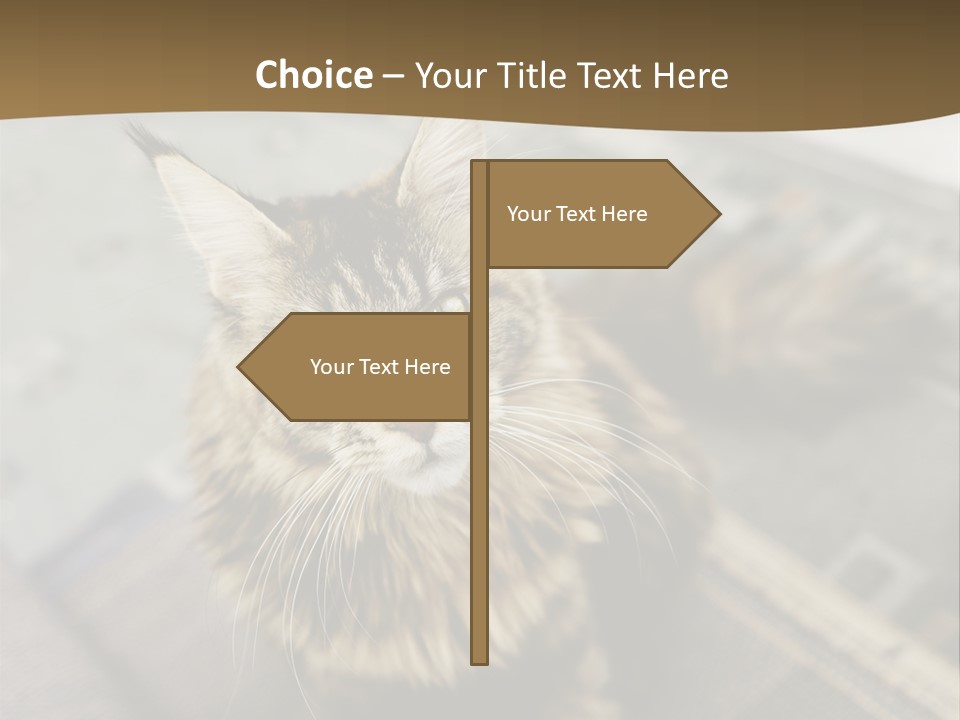 A Cat Sitting On Top Of A Rug In A Room PowerPoint Template