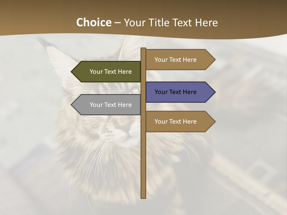 A Cat Sitting On Top Of A Rug In A Room PowerPoint Template