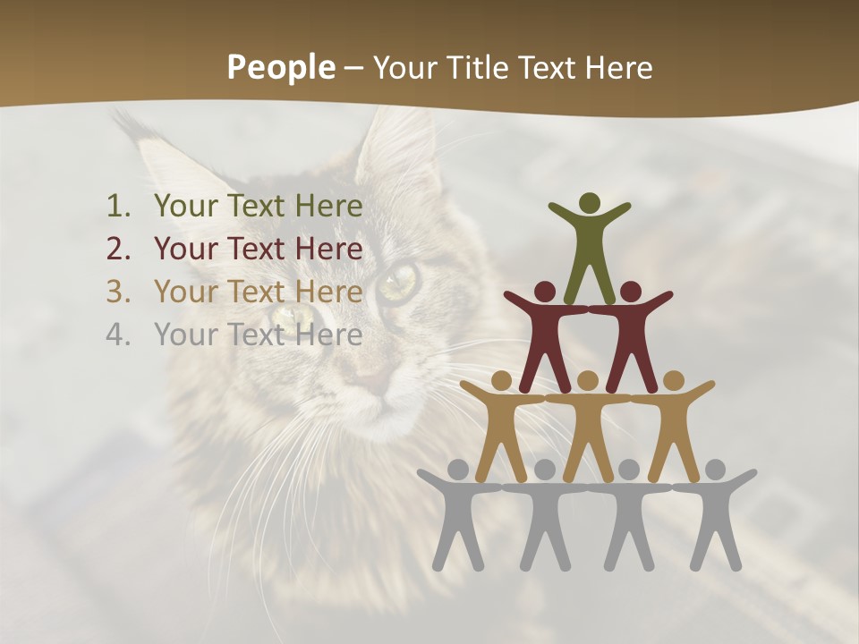 A Cat Sitting On Top Of A Rug In A Room PowerPoint Template