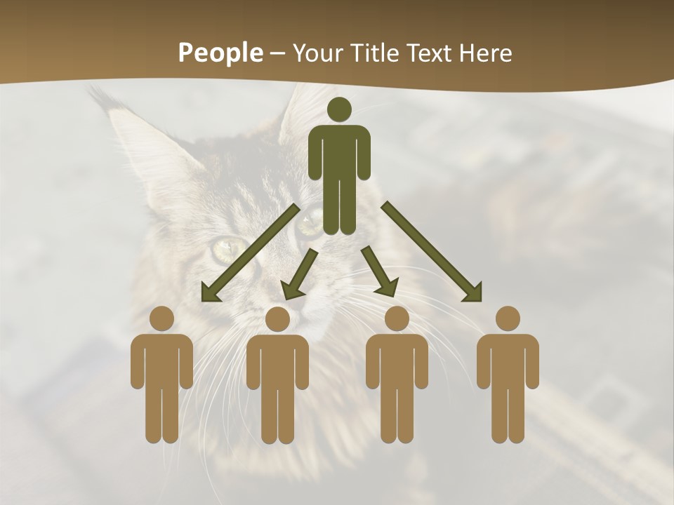 A Cat Sitting On Top Of A Rug In A Room PowerPoint Template