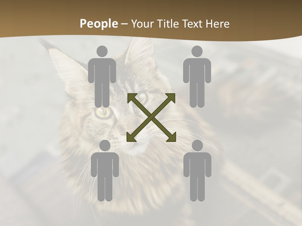 A Cat Sitting On Top Of A Rug In A Room PowerPoint Template