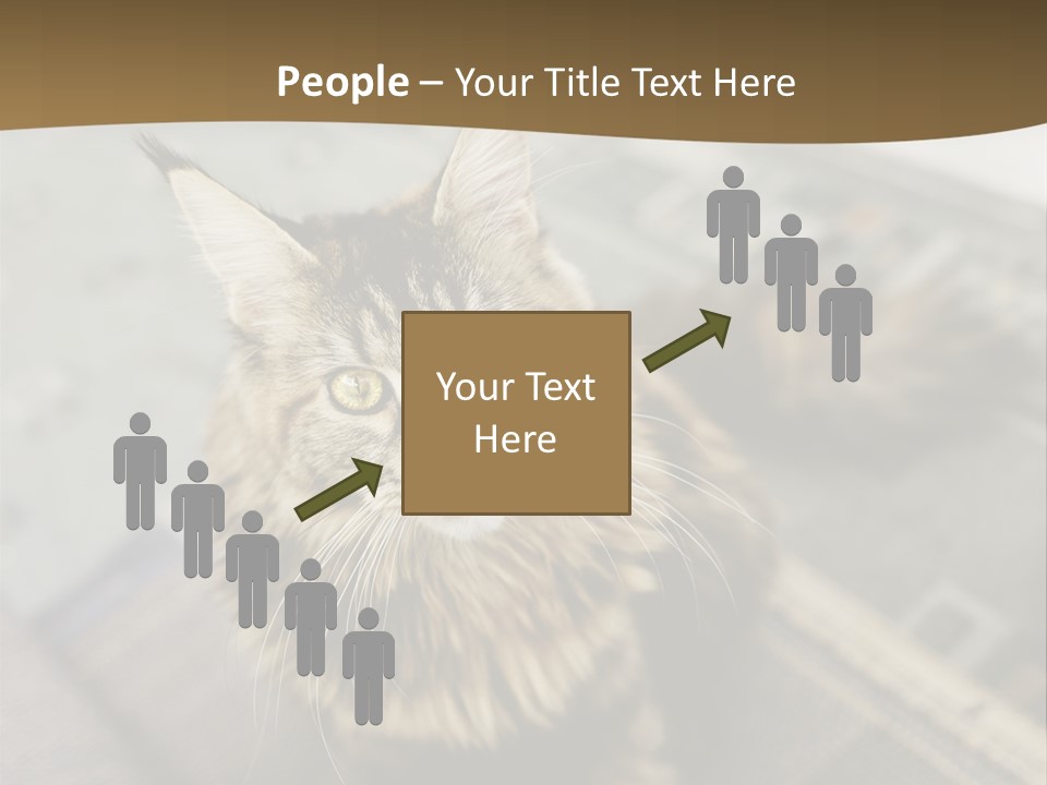 A Cat Sitting On Top Of A Rug In A Room PowerPoint Template