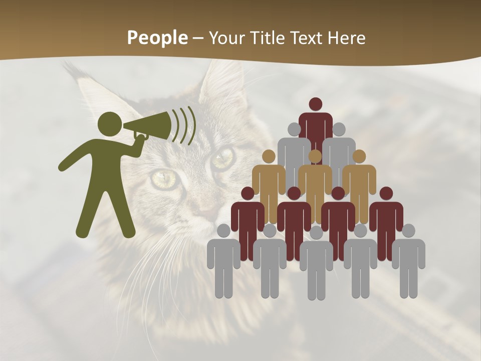 A Cat Sitting On Top Of A Rug In A Room PowerPoint Template