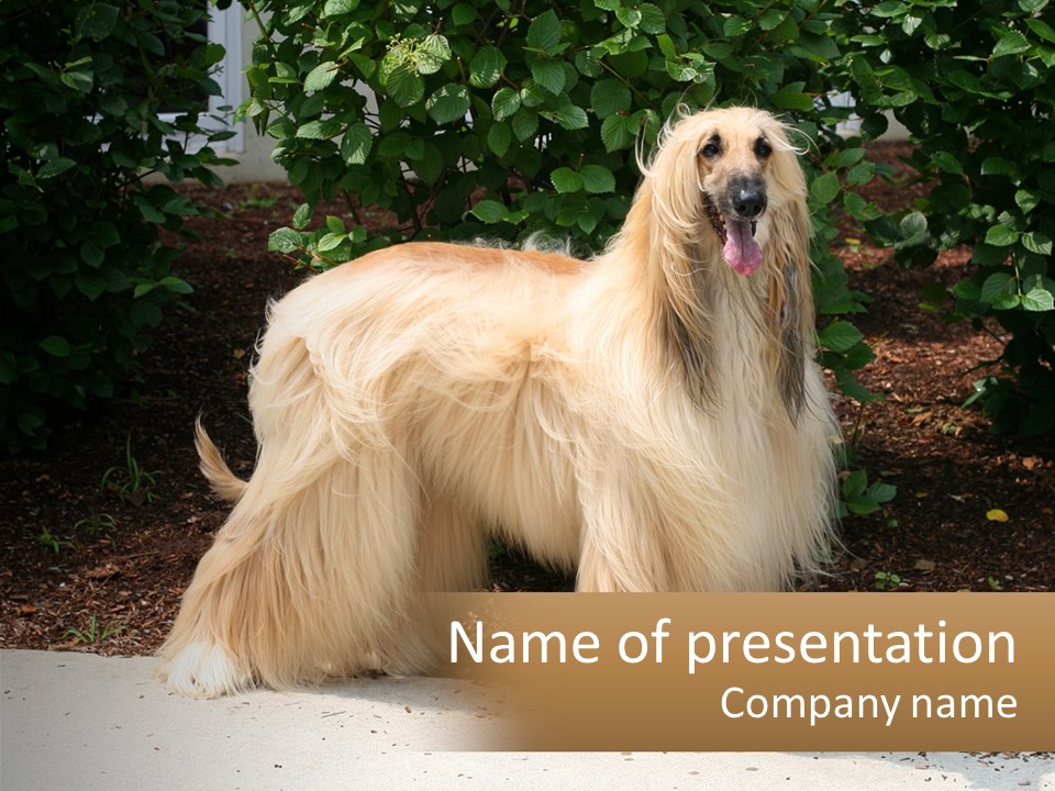 A Shaggy Dog Standing In Front Of A Bush PowerPoint Template