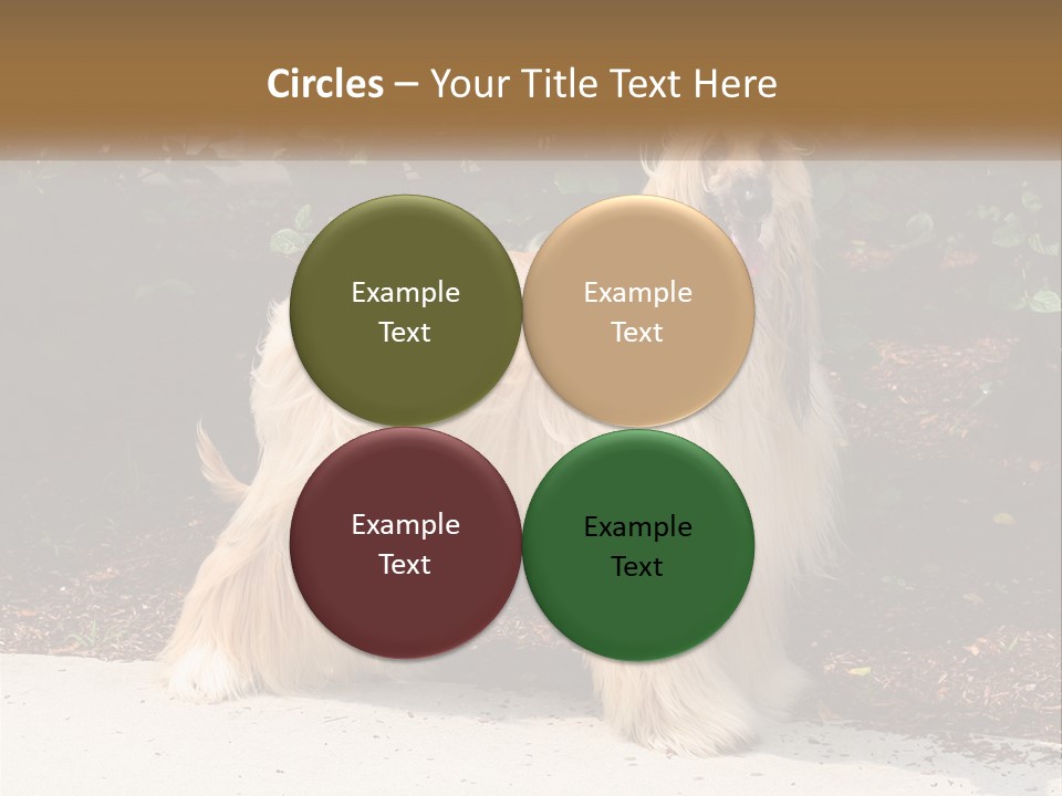 A Shaggy Dog Standing In Front Of A Bush PowerPoint Template