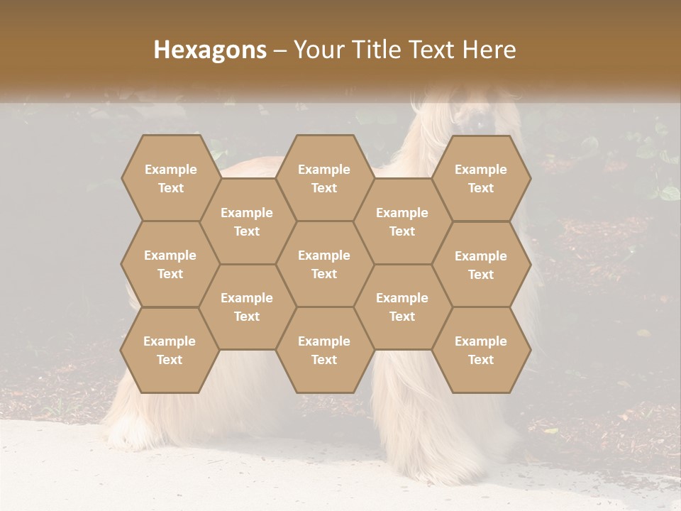 A Shaggy Dog Standing In Front Of A Bush PowerPoint Template