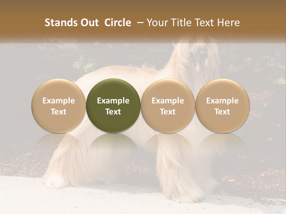 A Shaggy Dog Standing In Front Of A Bush PowerPoint Template