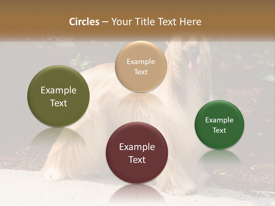 A Shaggy Dog Standing In Front Of A Bush PowerPoint Template