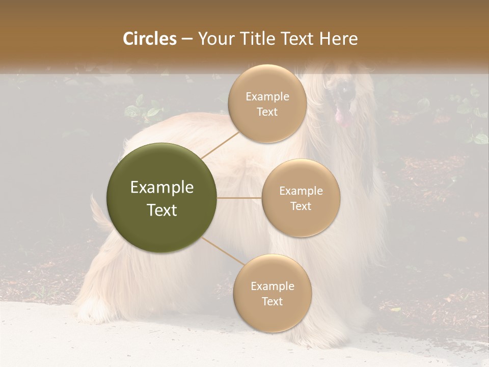 A Shaggy Dog Standing In Front Of A Bush PowerPoint Template