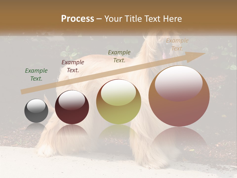 A Shaggy Dog Standing In Front Of A Bush PowerPoint Template