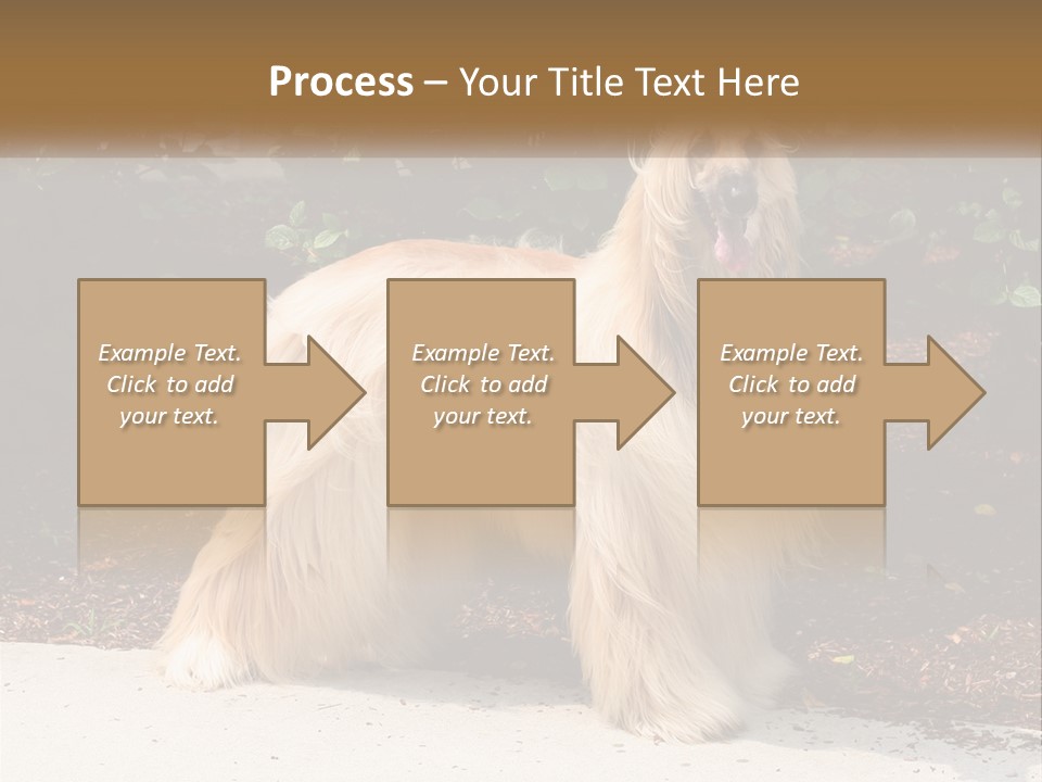 A Shaggy Dog Standing In Front Of A Bush PowerPoint Template