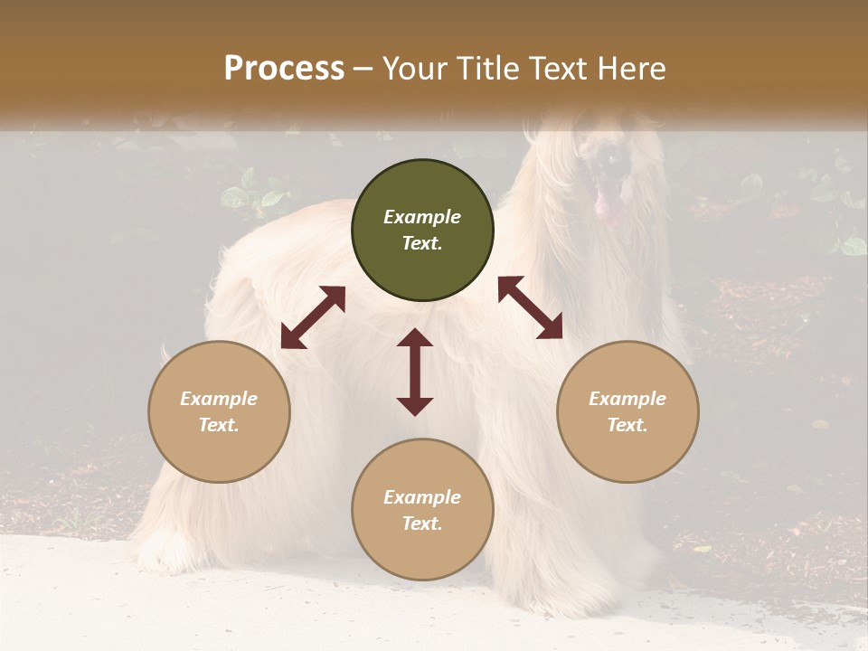 A Shaggy Dog Standing In Front Of A Bush PowerPoint Template