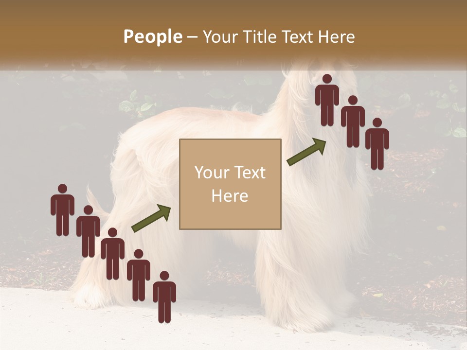 A Shaggy Dog Standing In Front Of A Bush PowerPoint Template