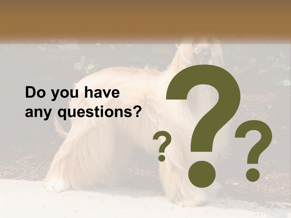 A Shaggy Dog Standing In Front Of A Bush PowerPoint Template