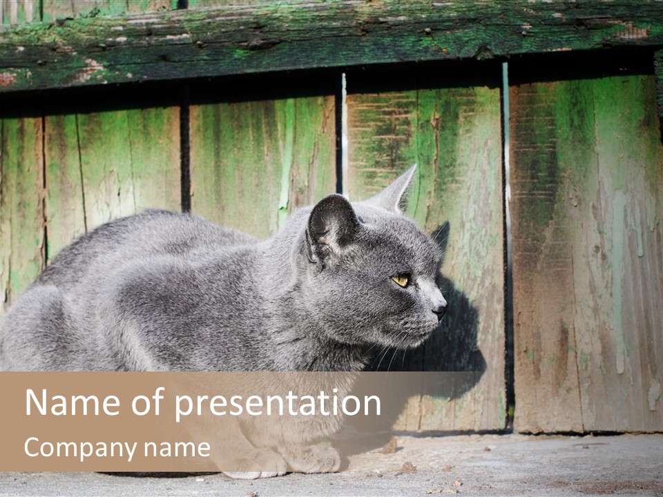 A Gray Cat Is Standing In Front Of A Wooden Fence PowerPoint Template